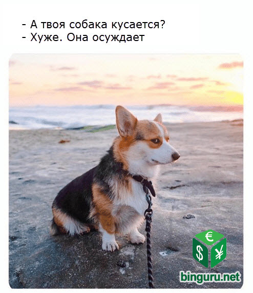 собака осуждает